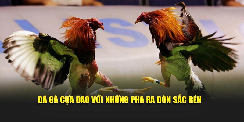 Đá gà cựa dao với những pha ra đòn sắc bén