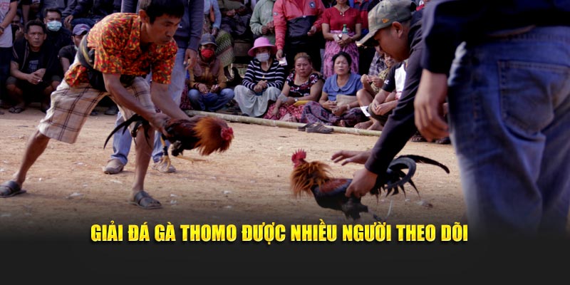 Giải đá gà Thomo được nhiều người theo dõi