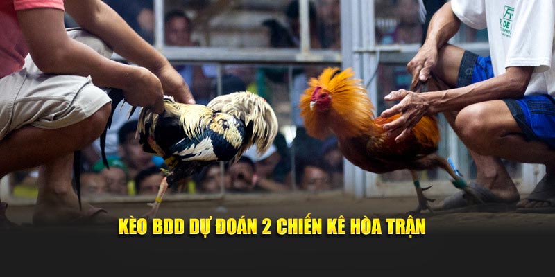 Kèo BDD dự đoán 2 chiến kê hòa trận